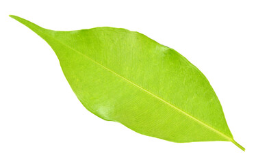 Obraz premium green leaf on transparent background png file