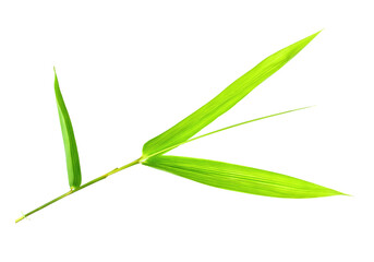 Bamboo leaves isolated on transparent background png file