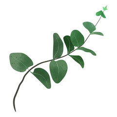 Eucalyptus Watercolor