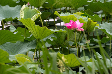 In summer, the lotus flowers in the lotus pond are blooming