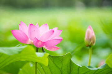 Obraz premium In summer, the lotus flowers in the lotus pond are blooming
