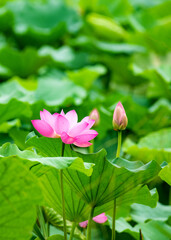 In summer, the lotus flowers in the lotus pond are blooming
