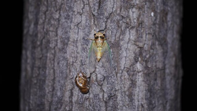 The golden cicada sheds its shell and the monkey has just shed its shell
