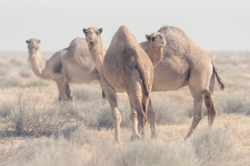 Trio of feral dromedary camels (Camelus dromedarius) in saltbush scrub habitat, South Australia