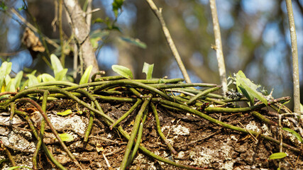 old large tree trunk covered with green vegetation background 