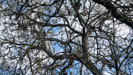  a lot of old dry branches network with a blue sky and afew white clouds behind 