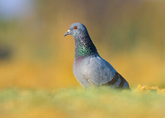 Rock pigeon. Common pigeon. Bird. Bird background. Wildlife photography. Natural background. Abstract background. Blue bird. Pigeon.