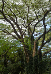 Rainforest Tree Covered with Green Vines.