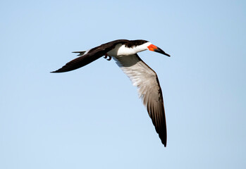 Black skimmer flying against a clear blue sky in Southern Califiornia