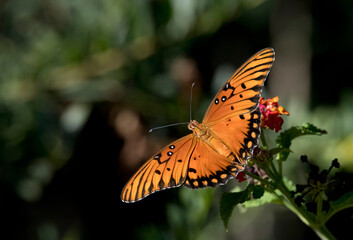 Fototapeta na wymiar Gulf Fritillary butterfly with wings wide open on lantana flower
