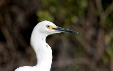 Fototapeta premium Snowy egret in profile up close and isolated with negative space