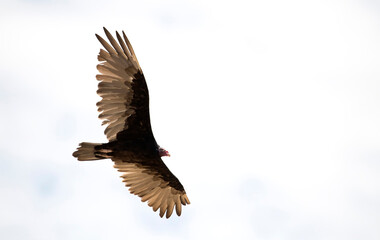 Turkey vulture in flight up close with bright red head.  Landscape with negative white space and high key