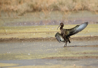 Fototapeta premium White faced Ibis showing off spectacular fluorescent feathers with one wing extended in a wetland marsh in Riverside, California