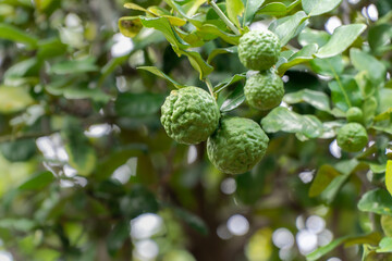 Kaffir lime , Bergamot or Citrus hystrix on tree in backyard.