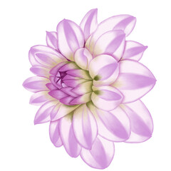 Fototapeta premium Pink flowers watercolor dahlia illustration. pink dahlia isolated on white background.