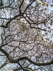 Fototapeta premium Stacking Upward Magnolia Blossoms