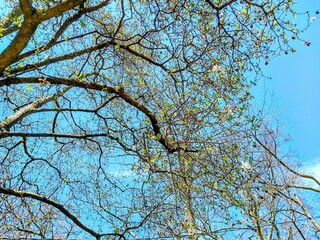 Budding Easter Day Trees
