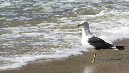 boat, beach, summer, speedboat, sunset, beach landscape, rowing boat, ocean sea,
ride, boat
people, fishing, beach, beautiful day, day, sunny day, blue sky, sea birds, bird
, beach house , house near 