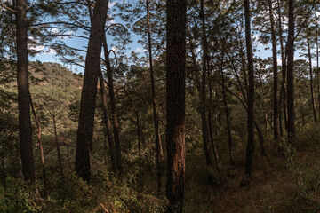 gran bosque en la sierra del tigre, Mazamitla jalisco, Mexico