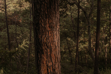 gran bosque en la sierra del tigre, Mazamitla jalisco, Mexico