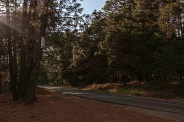 carretera perdida en medio del bosque