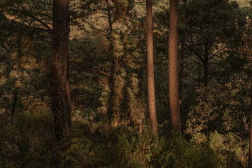gran bosque en la sierra del tigre, Mazamitla jalisco, Mexico