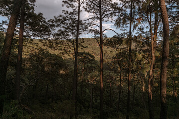 Obraz na płótnie Canvas gran bosque en la sierra del tigre, Mazamitla jalisco, Mexico