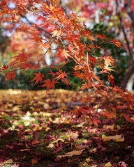 Beautiful autumn, Vibrant color maple leaves. Selective focus.