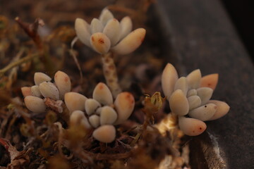 mushrooms in the forest