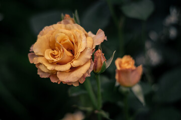 Hermosa flor amarilla en el campo