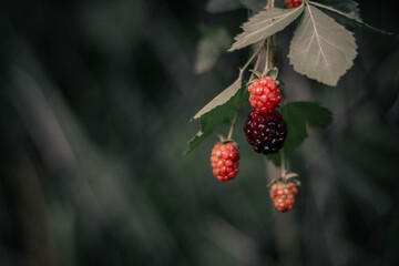 pequeñas frambuesas colgando de una rama