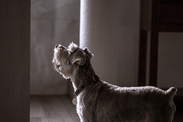 perrito hermoso de raza schnauzer color gris