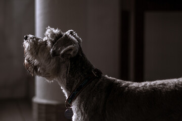 perrito hermoso de raza schnauzer color gris