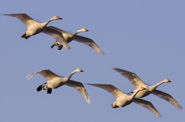 白鳥の編隊飛行