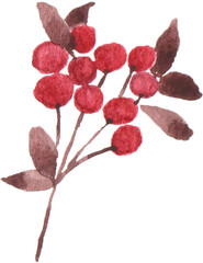 Fototapeta na wymiar Watercolor Red Berry