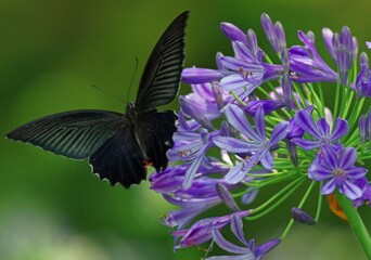 アガパンサスとクロアゲハ