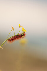 Caterpillar insect  oruga en la planta