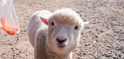 lamb on the farm
