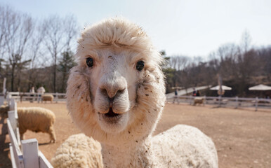 Alpaca on the farm