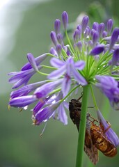 アガパンサスとセミの羽化