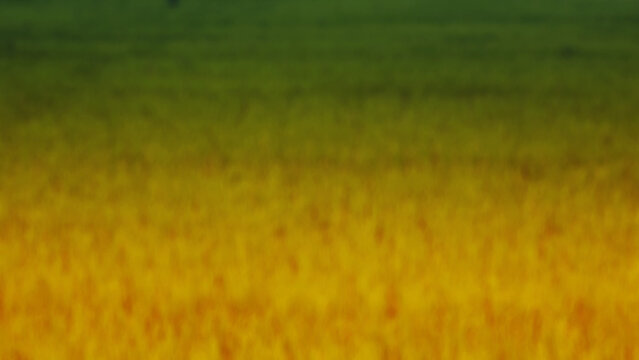 Thailand rice plot illustration green yellow blur dew drops on fresh green grass in the early morning beauty abstract nature rice field texture environmental concept copy space good environment water 
