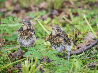 Two fieldfare chicks, Turdus pilaris, have left the nest and are sitting on the spring lawn. Fieldfare chicks sit on the ground and wait for food from its parents.