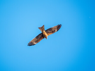 The bird of prey Black Kite flying in blue Sky