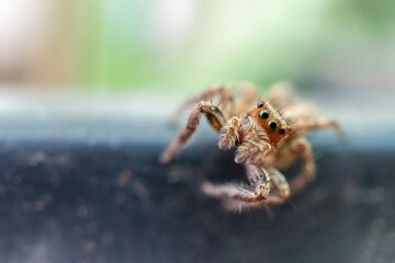 Close up of Spider on the ground 