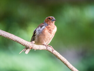 Common chaffinch, Fringilla coelebs, sits on a branch in spring on green background. Common chaffinch in wildlife.