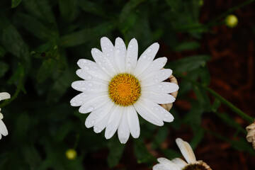 Fototapeta premium white daisy flower