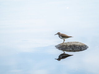 Common sandpiper, Actitis hypoleucos, resting lake shore with reflection in water.