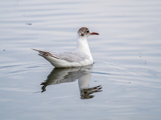 The black-headed gull, lat. Chroicocephalus ridibundus, swimming in a lake