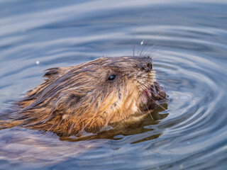 Muskrat, Ondatra zibethicuseats swiming at the surface of the lake water.