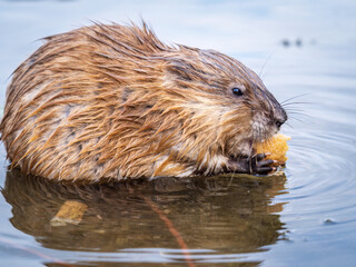 Wild animal Muskrat, Ondatra zibethicuseats, eats on the river bank